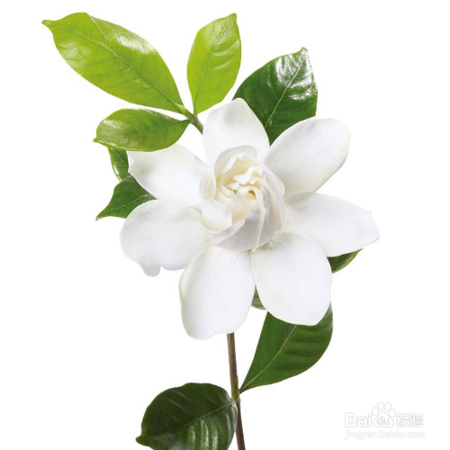 栀子花的医用价值