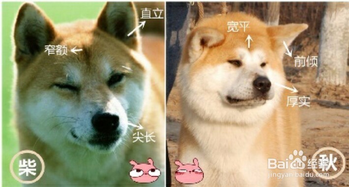 那些容易看出的柴犬与秋田犬的区别