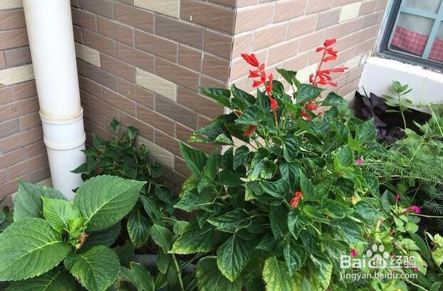 这几种花儿种起来简单,不花钱,美翻整个阳台