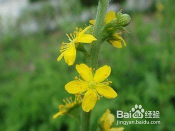 秘验单方 治疗糖尿病