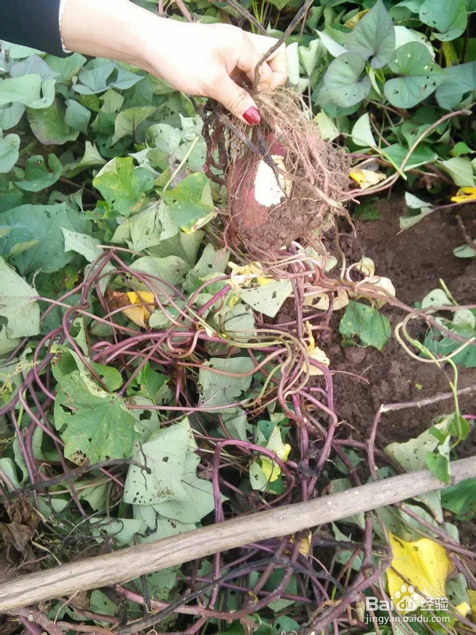 带你走进大别山体会农家快乐