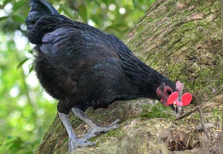 头头顶长毛冠的母鸡,黑色、麻色羽毛是什么品种