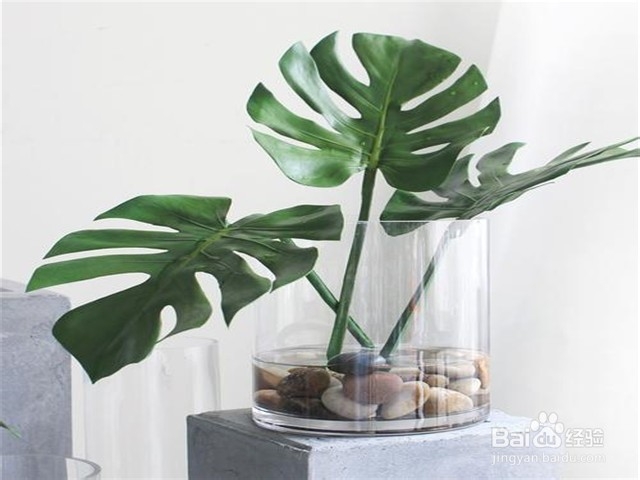 家里放什么花可以吸走甲醛?