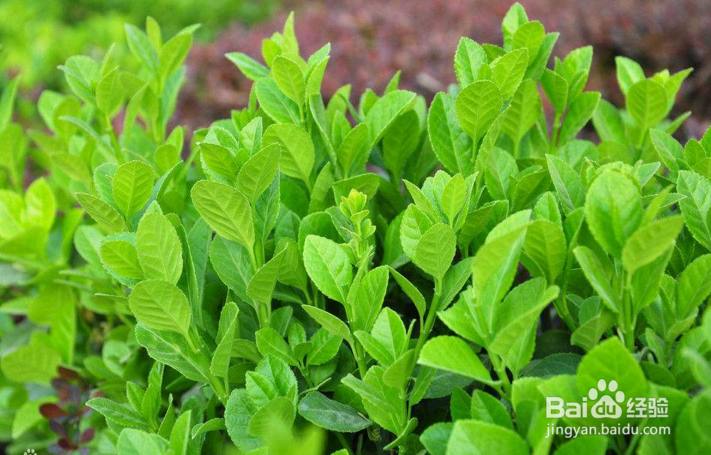 冬季冻疮让不少人苦恼,这几种方法让你轻松除根