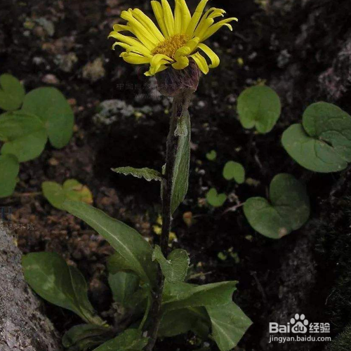 狗舌草的养殖方法和病虫害预防