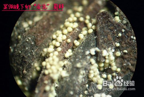 黑茶增强免疫力