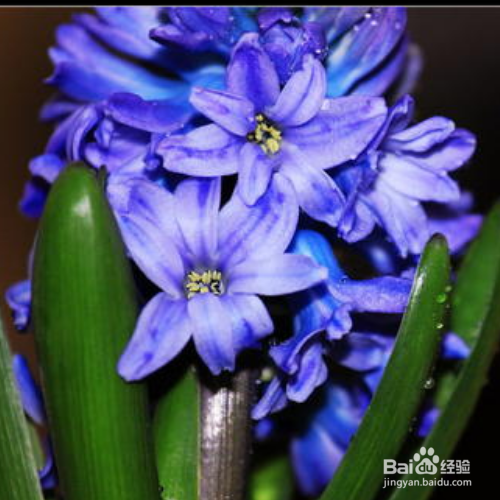 风信子为什么不长根系呢?