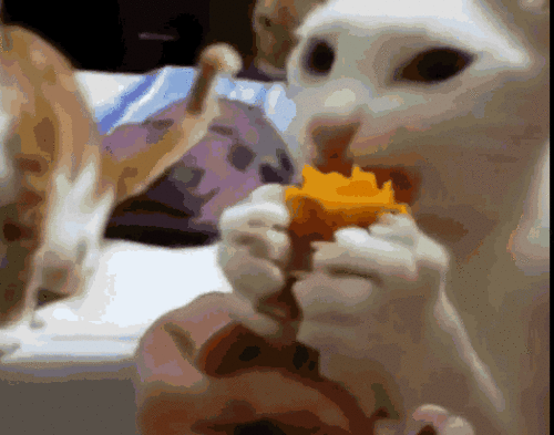 自制猫零食—三文鱼红薯猫鱼干