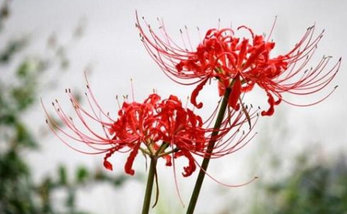 女孩子喜欢彼岸花代表什么