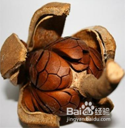 向天果真的有用吗？教你辨别野生向天果