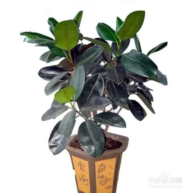 这几种高大上的植物,养在客厅里,朋好友都羡慕