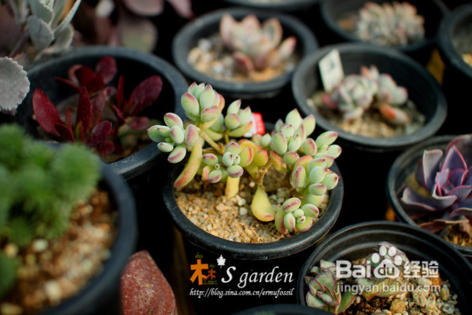 植物摄影小窍门+皮神山大王记