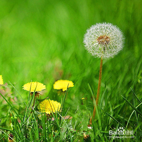 蒲公英花怎么祛斑