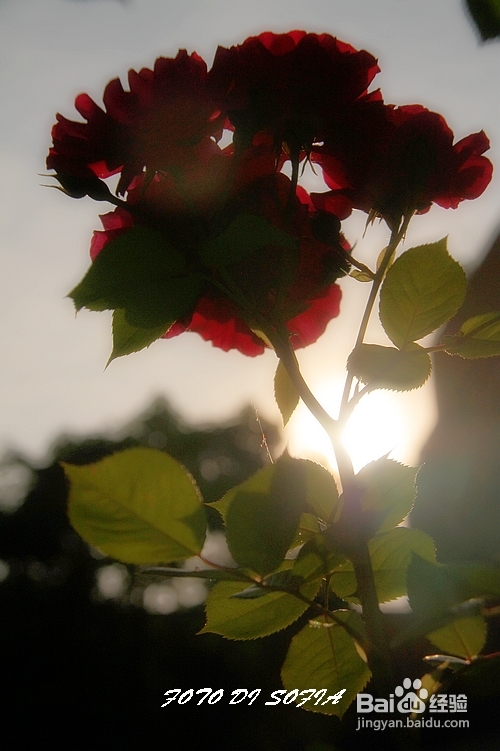 [转载]攀上梦的边缘开放