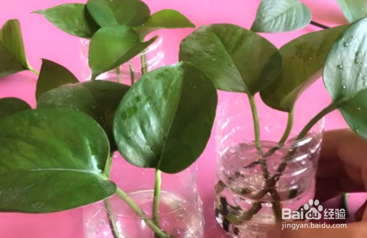 一根绿萝水培怎么剪成多个