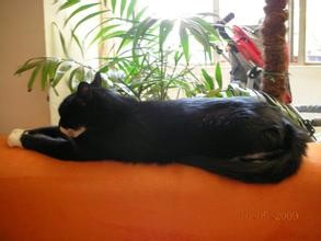 饲养萌萌哒的猫星人