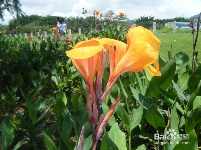 深圳哪里好玩又便宜