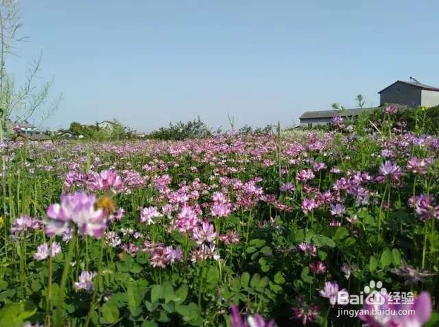 农村田间的蔬菜,开花原来这么美