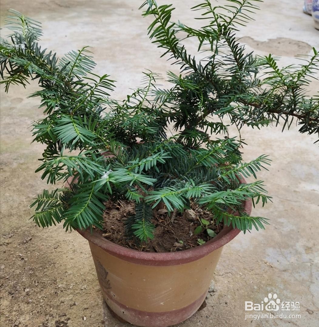 红豆杉怎么养家庭养法