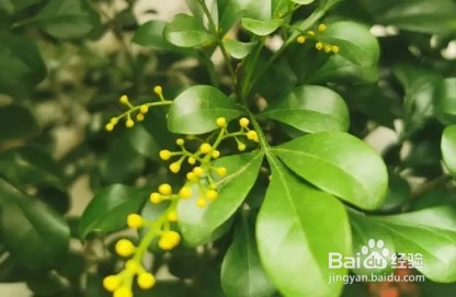 6种花香味最好闻,沁人心脾,闻一下就上瘾