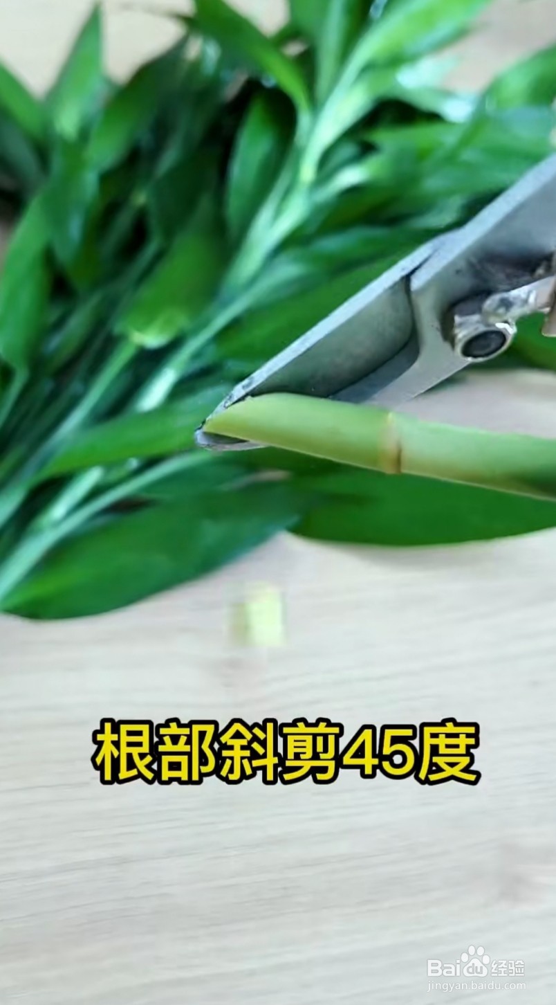 水培富贵竹烂根水发臭怎么办