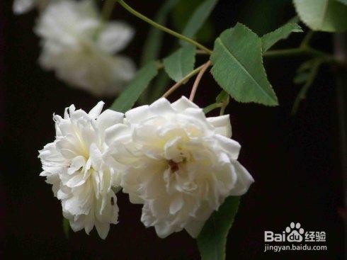 木香如何养护开的最好？