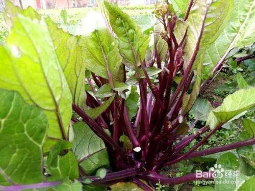 红菜苔种植方法和注意事项都有哪些呢 百度经验