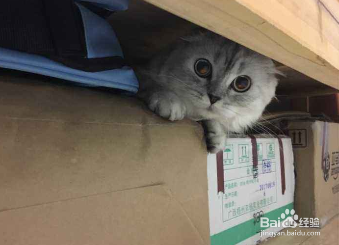 猫咪躲在床底下不出来怎么办