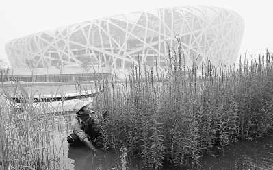 水生植物景观如何维护保养