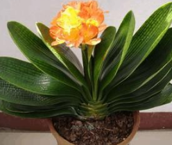 君子兰养殖的正确方法