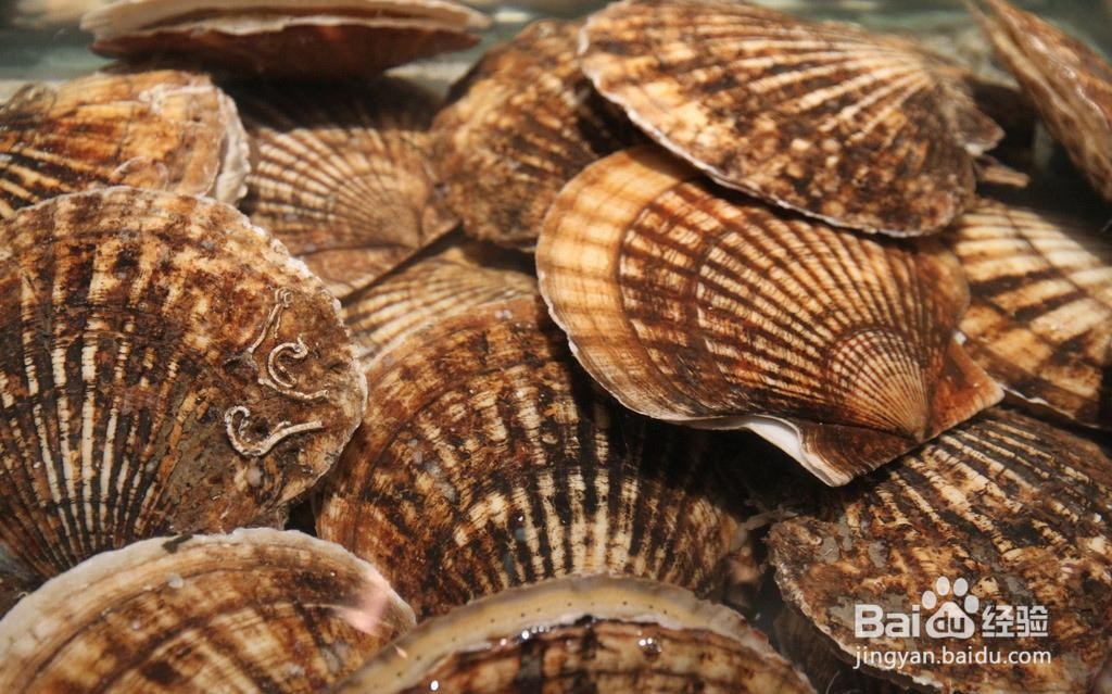 扇贝怎么保存?