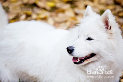 训练狗狗不乱吃的方法