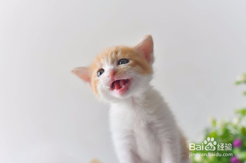 母猫生产后怎样照顾好小猫