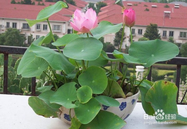 水生植物哪些好养活