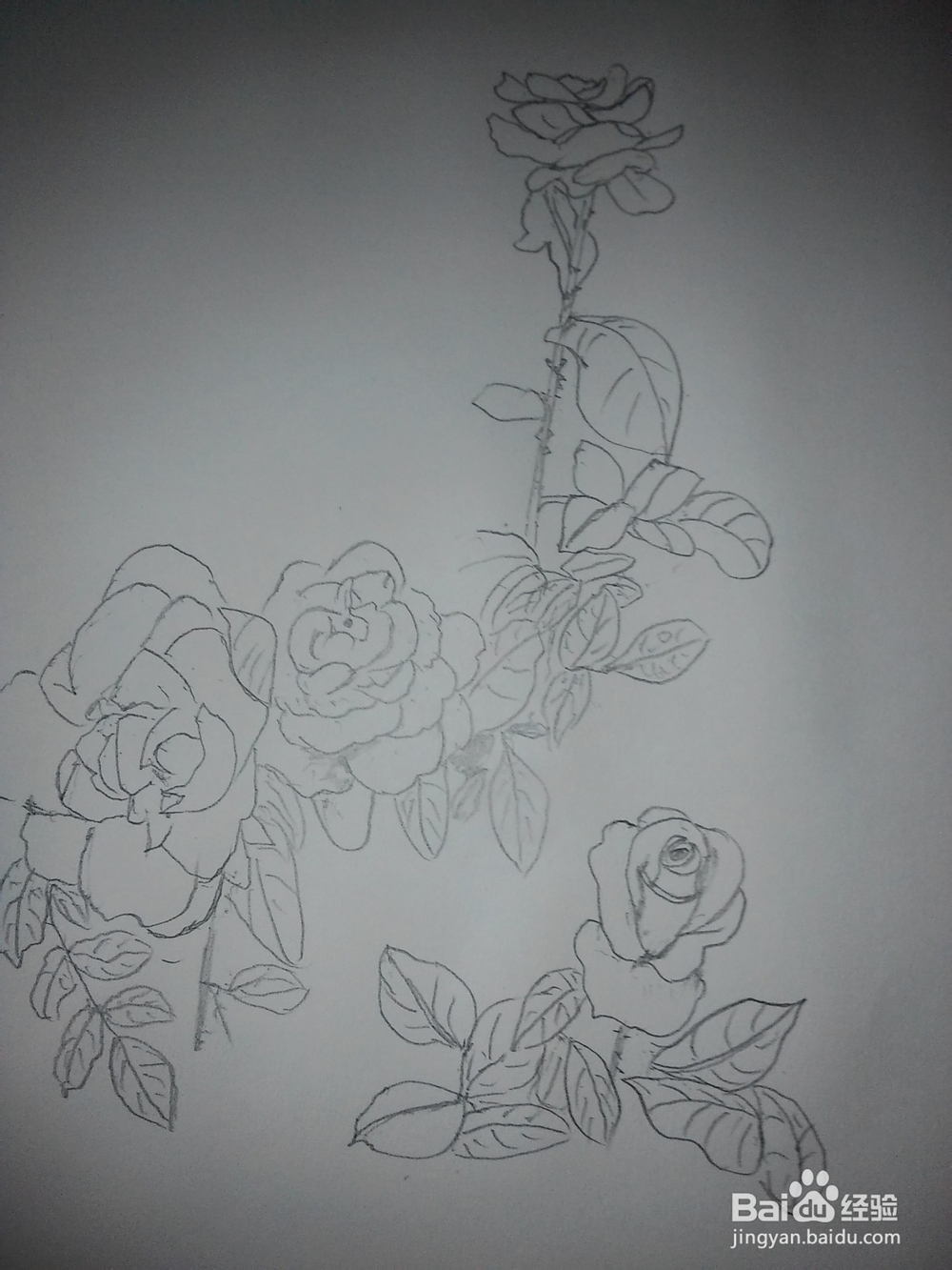 工笔玫瑰花的画法