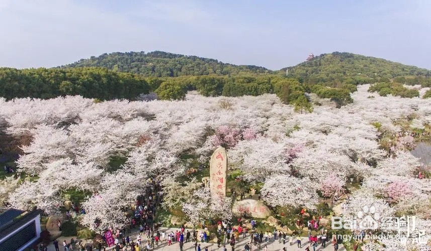 武汉东湖樱花园怎么去