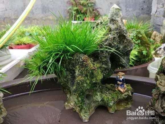 3种花“品味高”,养在家里,档次高,有格调!