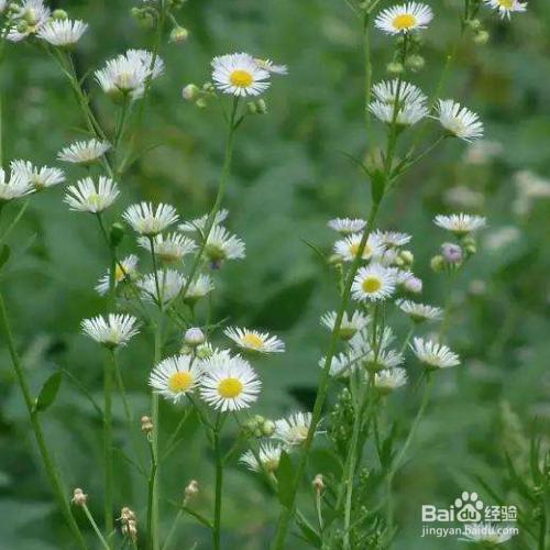 一年蓬的培育方法和注意事项
