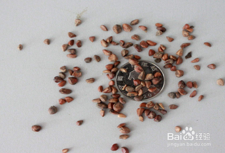 玫瑰种子怎么种