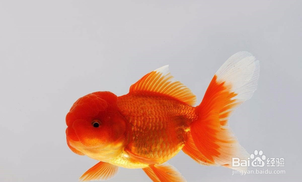 外出时金鱼无人照顾怎么办