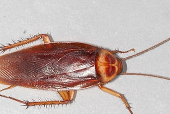 床上有蟑螂是什么原因