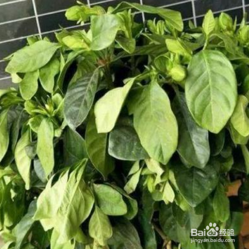 栀子花蔫了还能够救活吗?