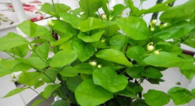 老鼠腐烂味怎么去除