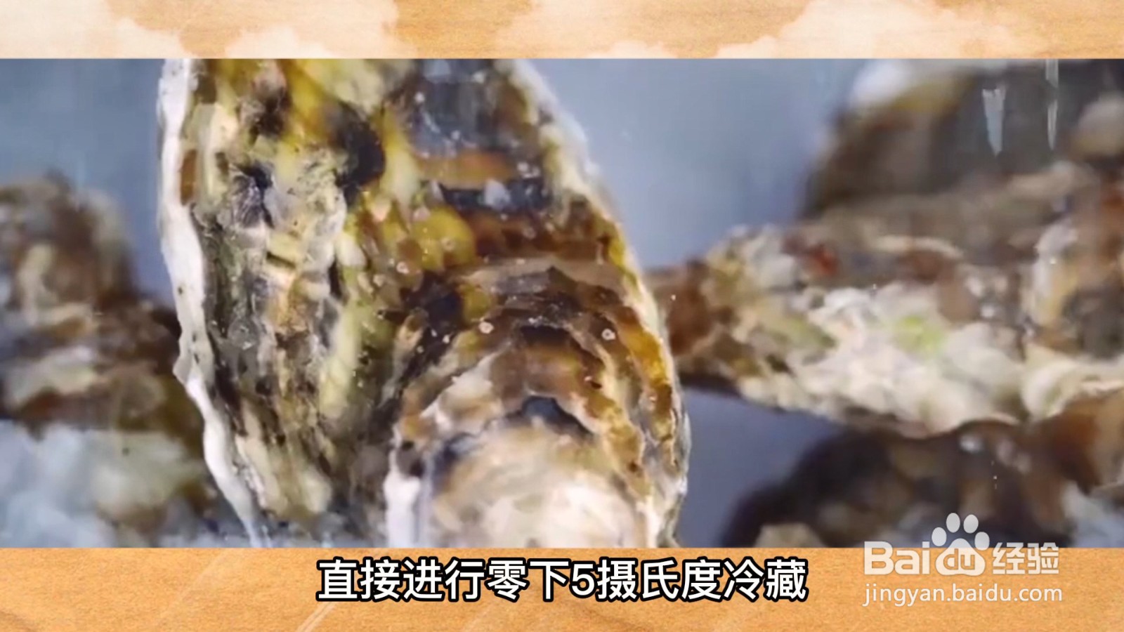 活生蚝怎么保存