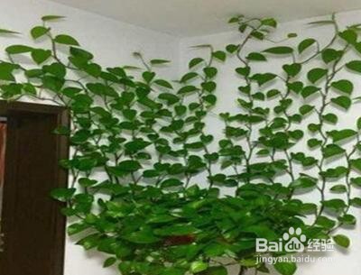 绿萝病虫害如何防止