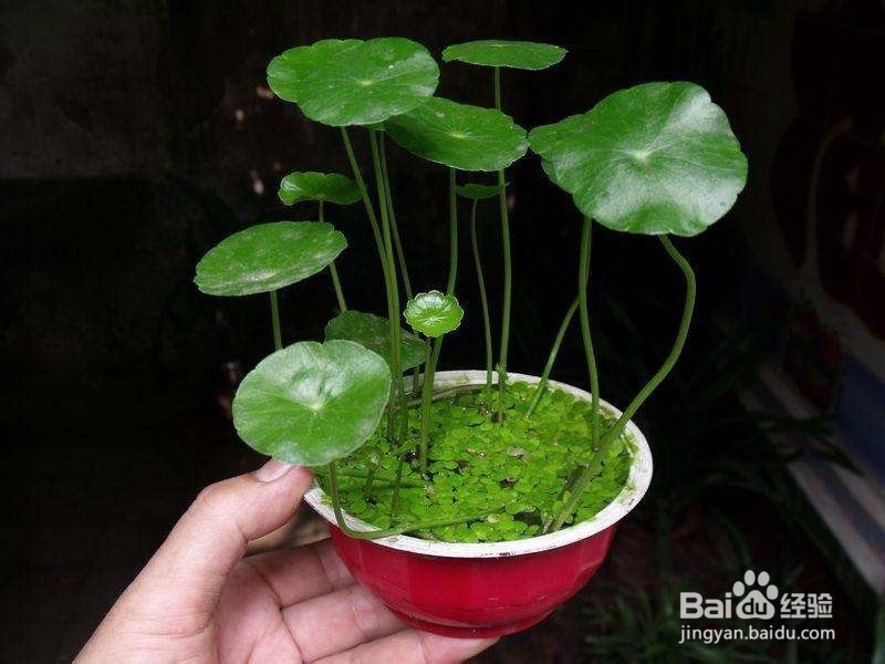 室外铜钱草怎么过冬