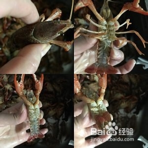 怎么做清蒸小龙虾