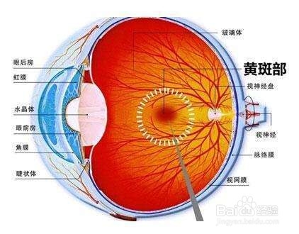 视神经萎缩都有什么类型