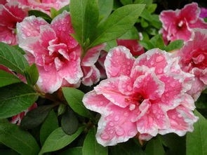 杜鹃的养殖方法和注意事项