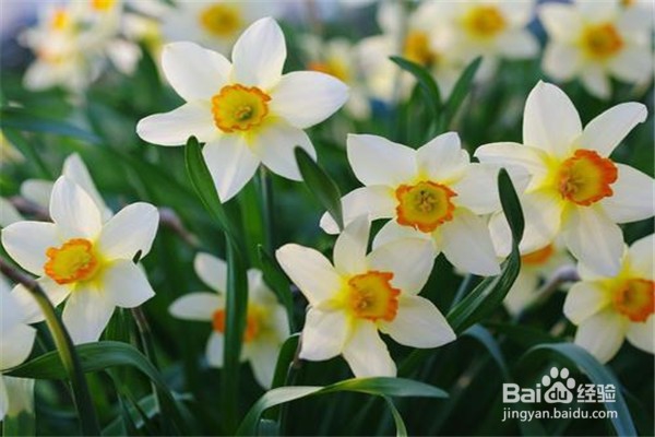 水仙花的养殖方法和注意事项有什么?
